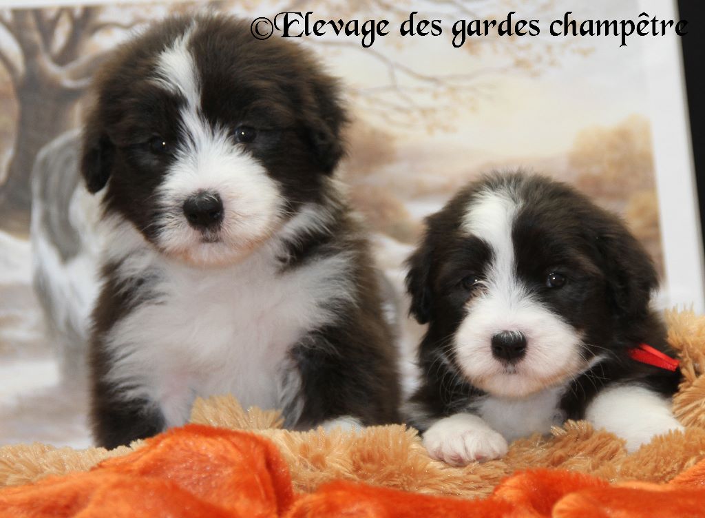 chiot Bearded Collie Des gardes champetres
