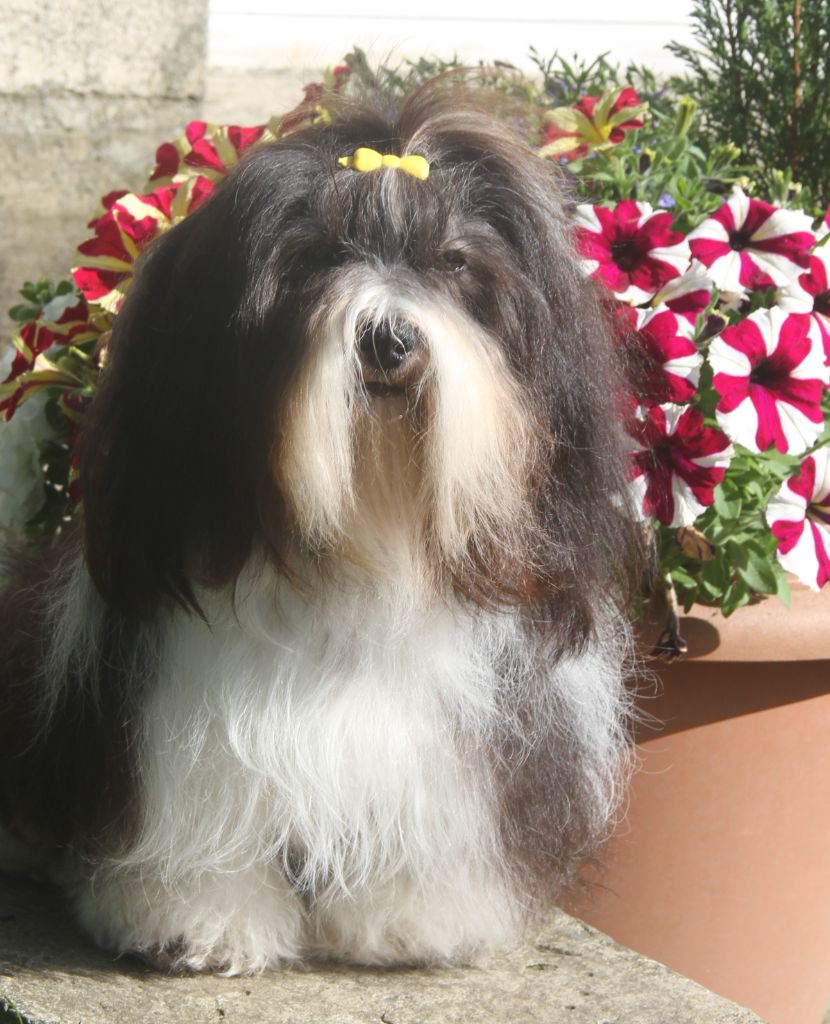 Les Bichon Havanais de l'affixe Des gardes champetres