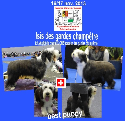 Des gardes champetres - isis meilleur puppy a genève 2013