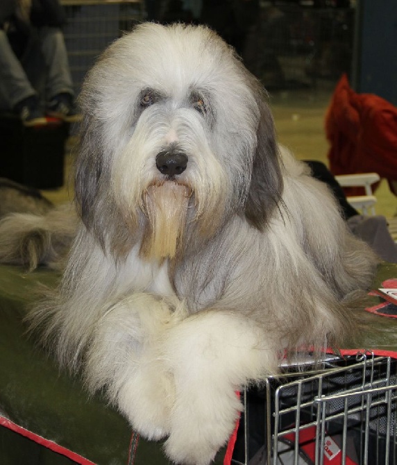Des gardes champetres - 88th international dog show (luxembourg)