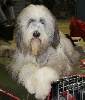  - 88th international dog show (luxembourg)