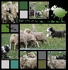  - farnienté et les moutons