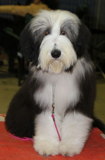 Des gardes champetres - 88th international dog show (luxembourg)