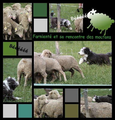 Des gardes champetres - farnienté et les moutons