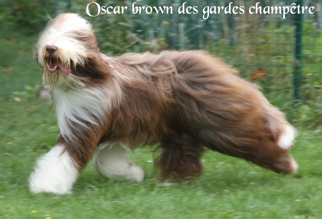 Oscar brown Des gardes champetres