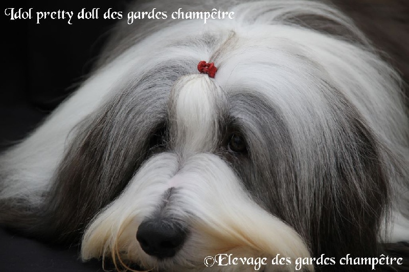 CH. Idol pretty doll Des gardes champetres