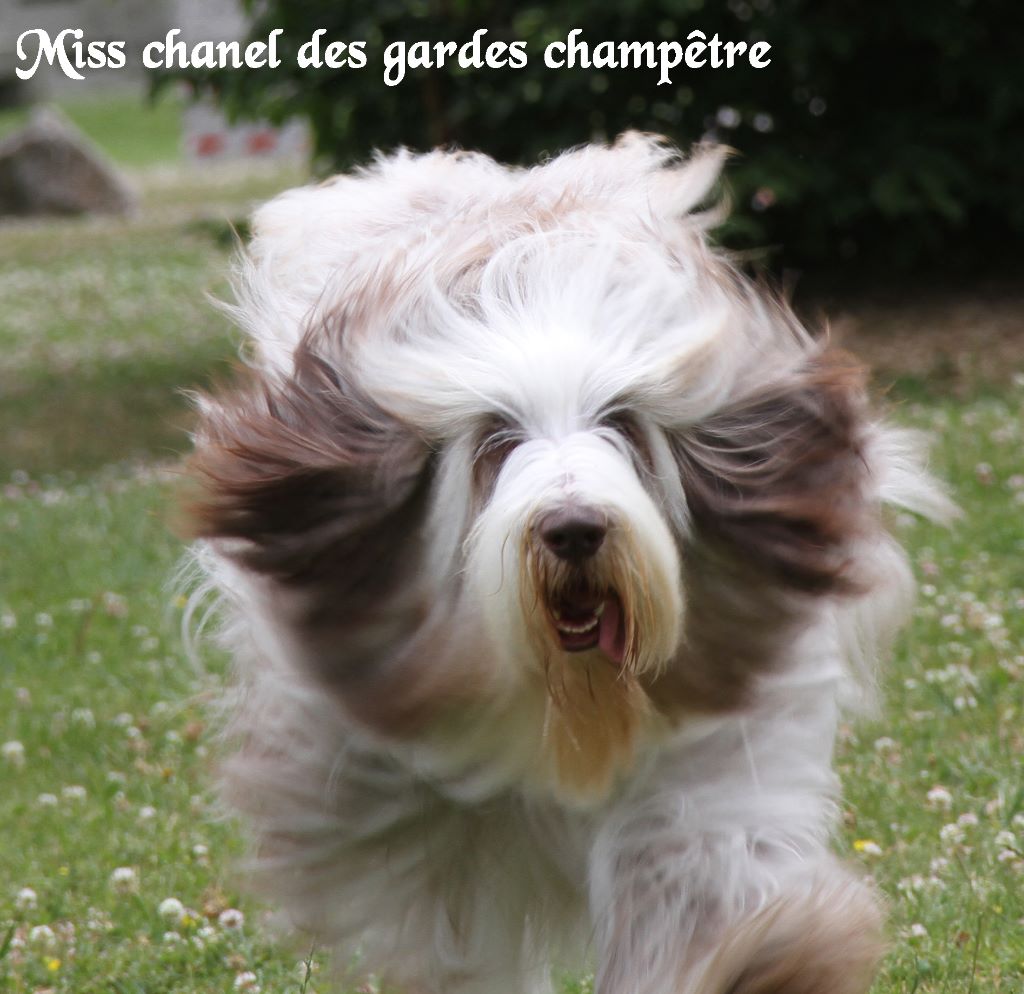 Miss chanel Des gardes champetres