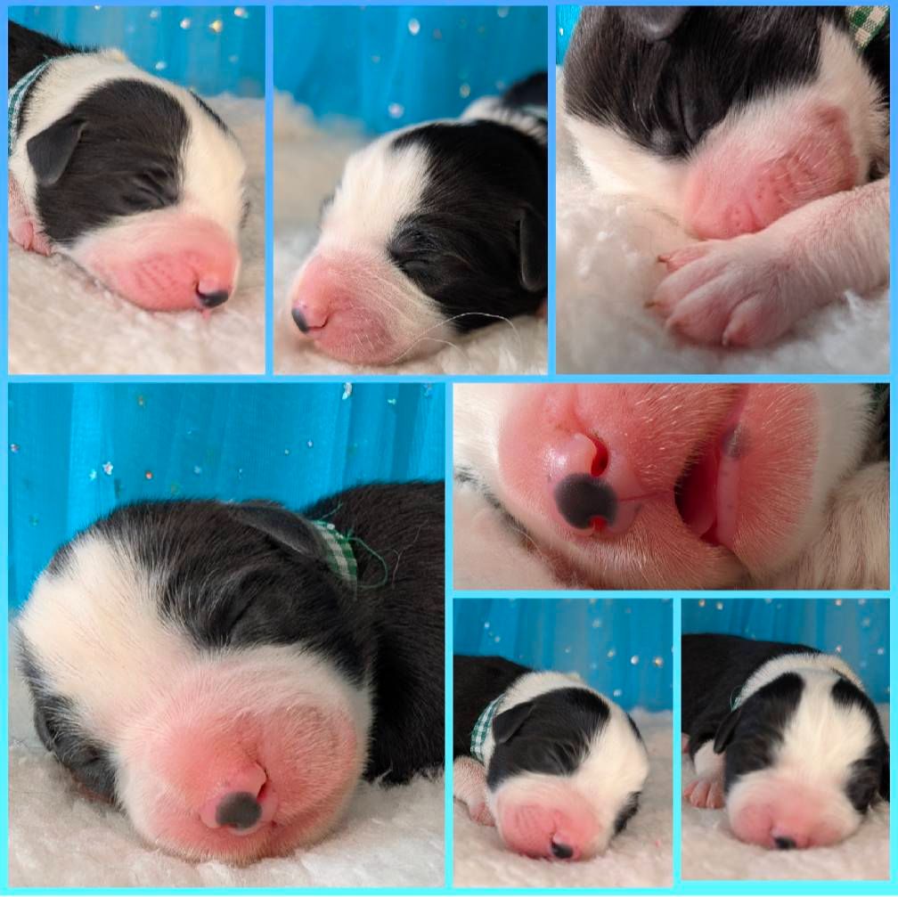 Des gardes champetres - Chiot disponible  - Bearded Collie