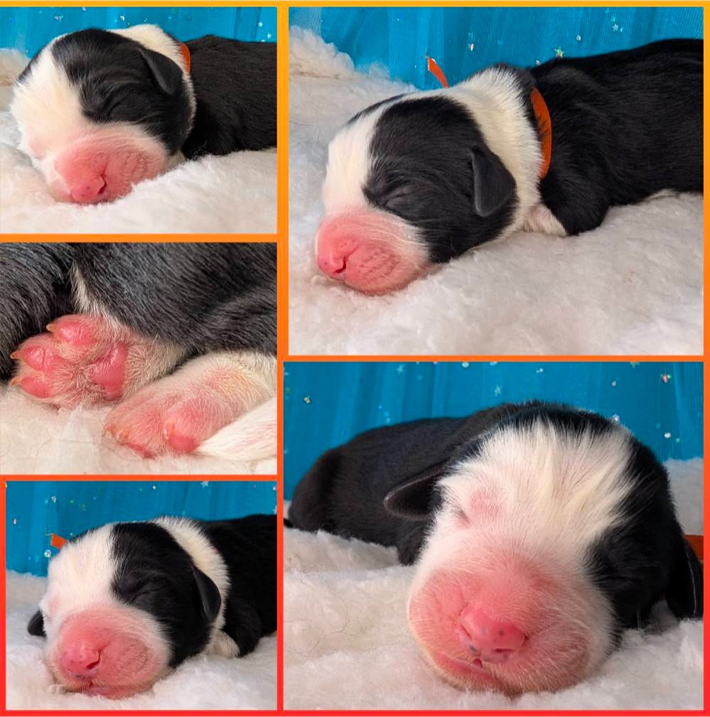 Des gardes champetres - Chiot disponible  - Bearded Collie