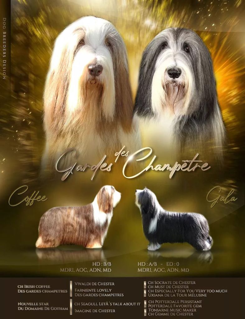 chiot Bearded Collie Des gardes champetres