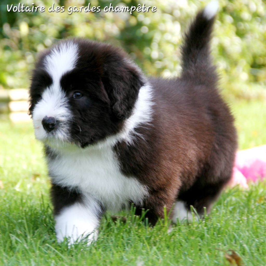 Des gardes champetres - Chiot disponible  - Bearded Collie