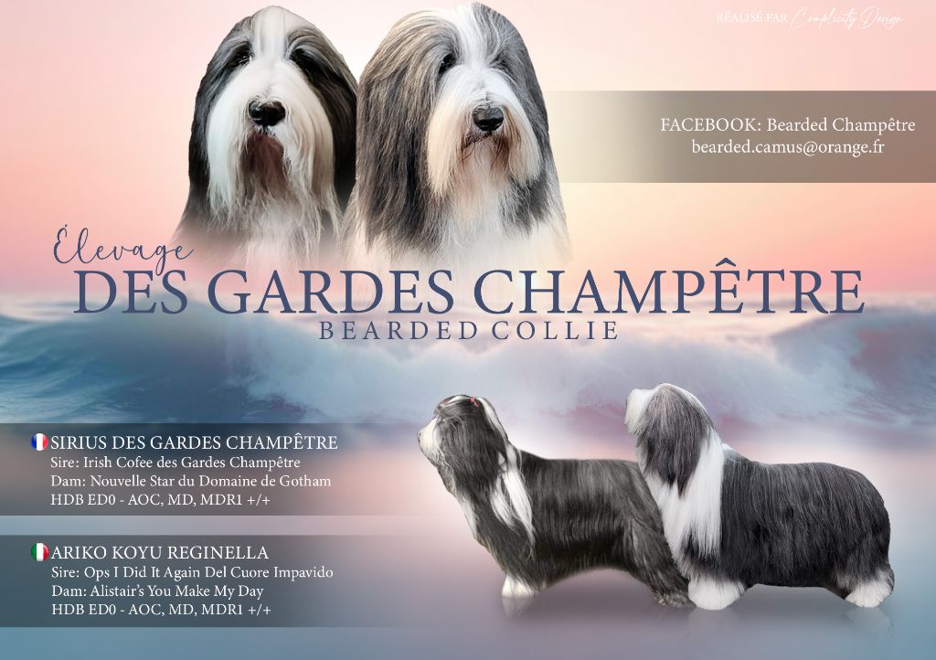 chiot Bearded Collie Des gardes champetres