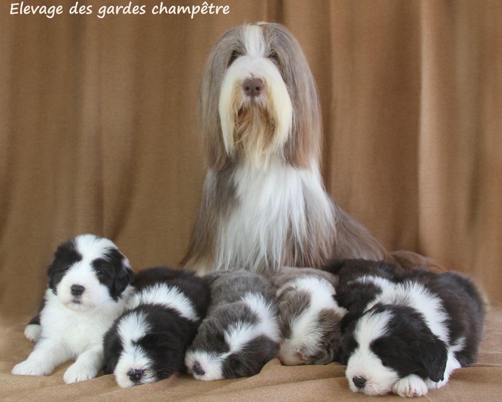 chiot Bearded Collie Des gardes champetres