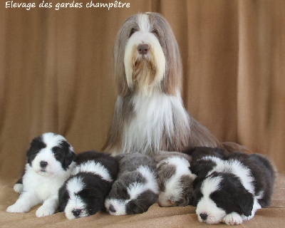 Des gardes champetres - Bearded Collie - Portée née le 08/08/2024