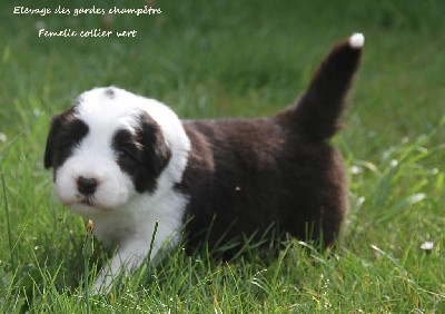 CHIOT femelle collier vert