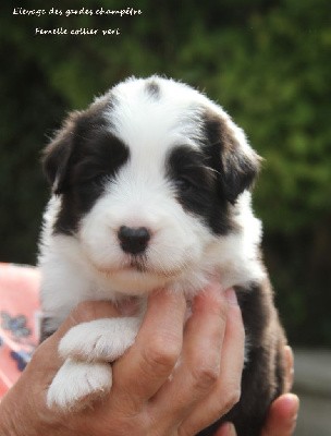 CHIOT femelle collier vert