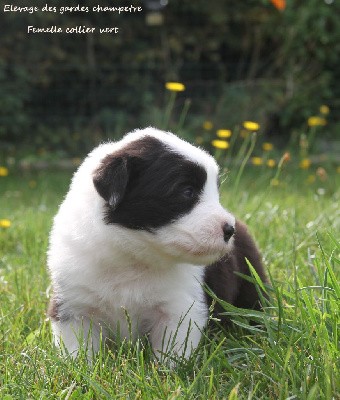 CHIOT femelle collier vert