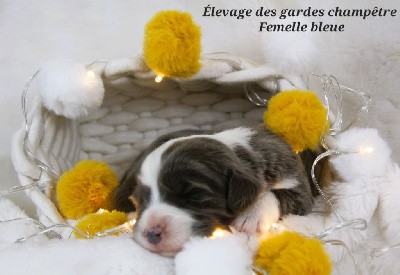 CHIOT femelle bleue