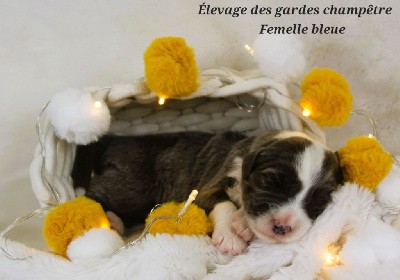 CHIOT femelle bleue