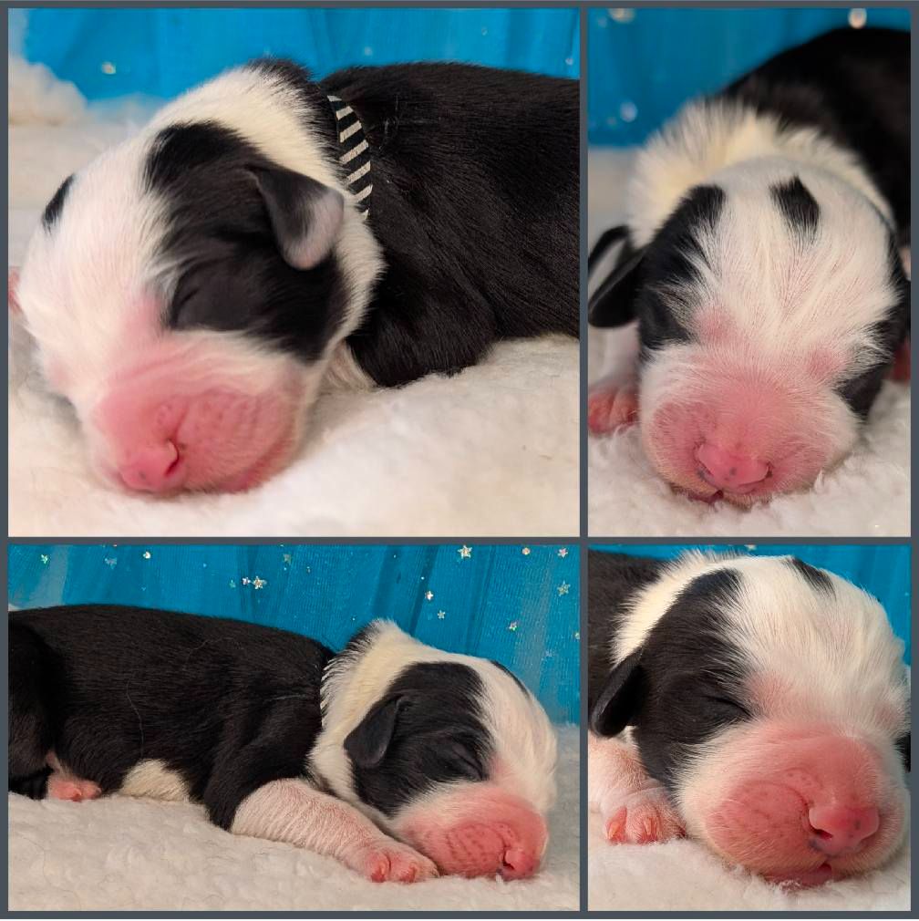 Des gardes champetres - Chiot disponible  - Bearded Collie