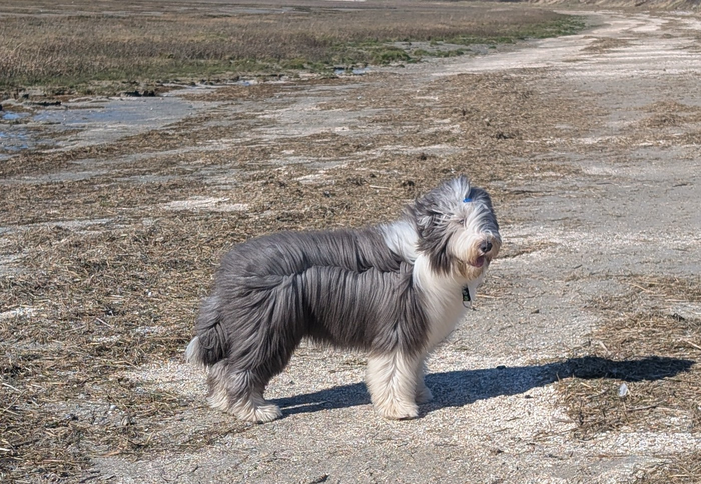 Aristo Du Domaine De Gotham