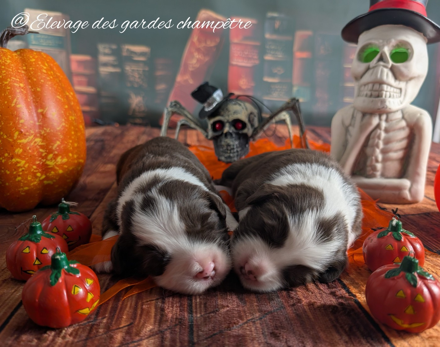 Halloween des bébés