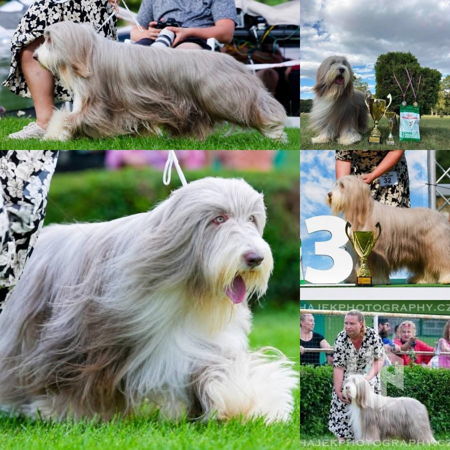 Des gardes champetres - Twinkle le 23 août CACIB Bratislava (Slovaquie)