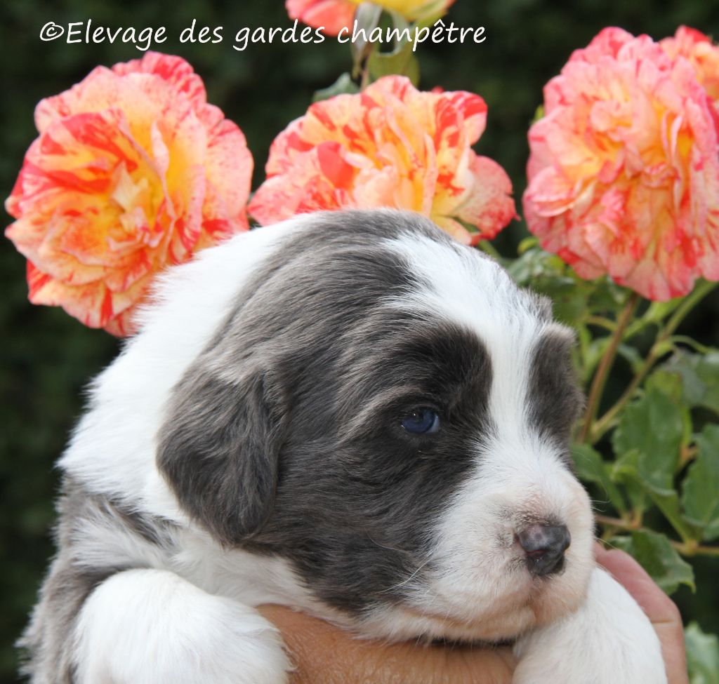 Des gardes champetres - Bearded Collie - Portée née le 11/05/2020