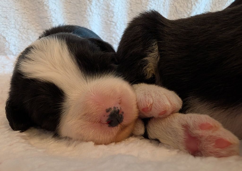Des gardes champetres - Chiots disponibles - Bearded Collie