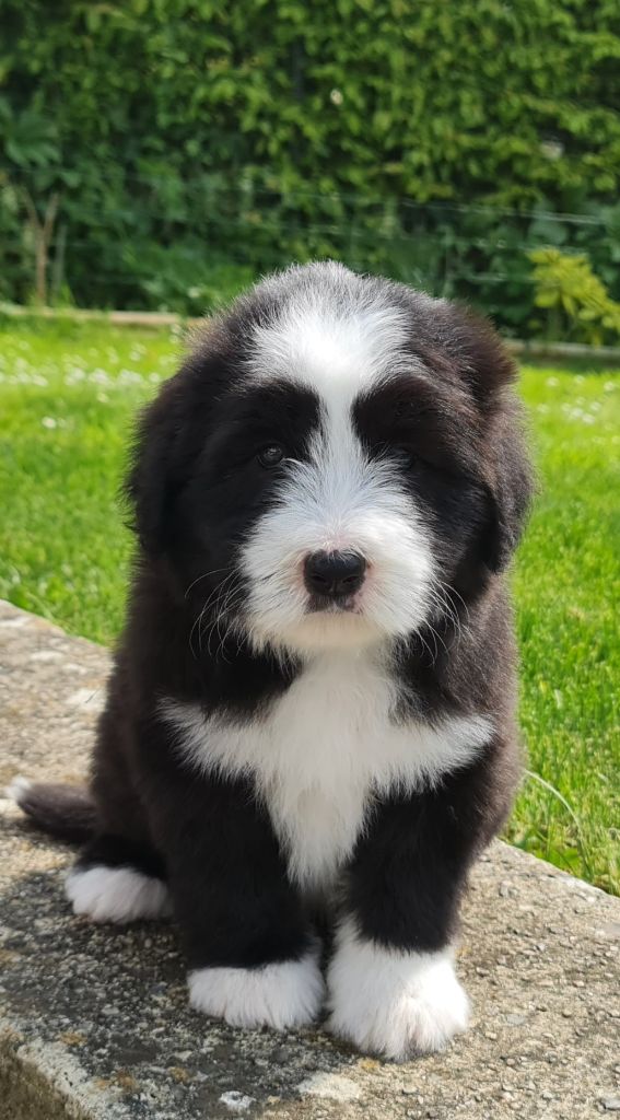 Des gardes champetres - Bearded Collie - Portée née le 24/03/2022
