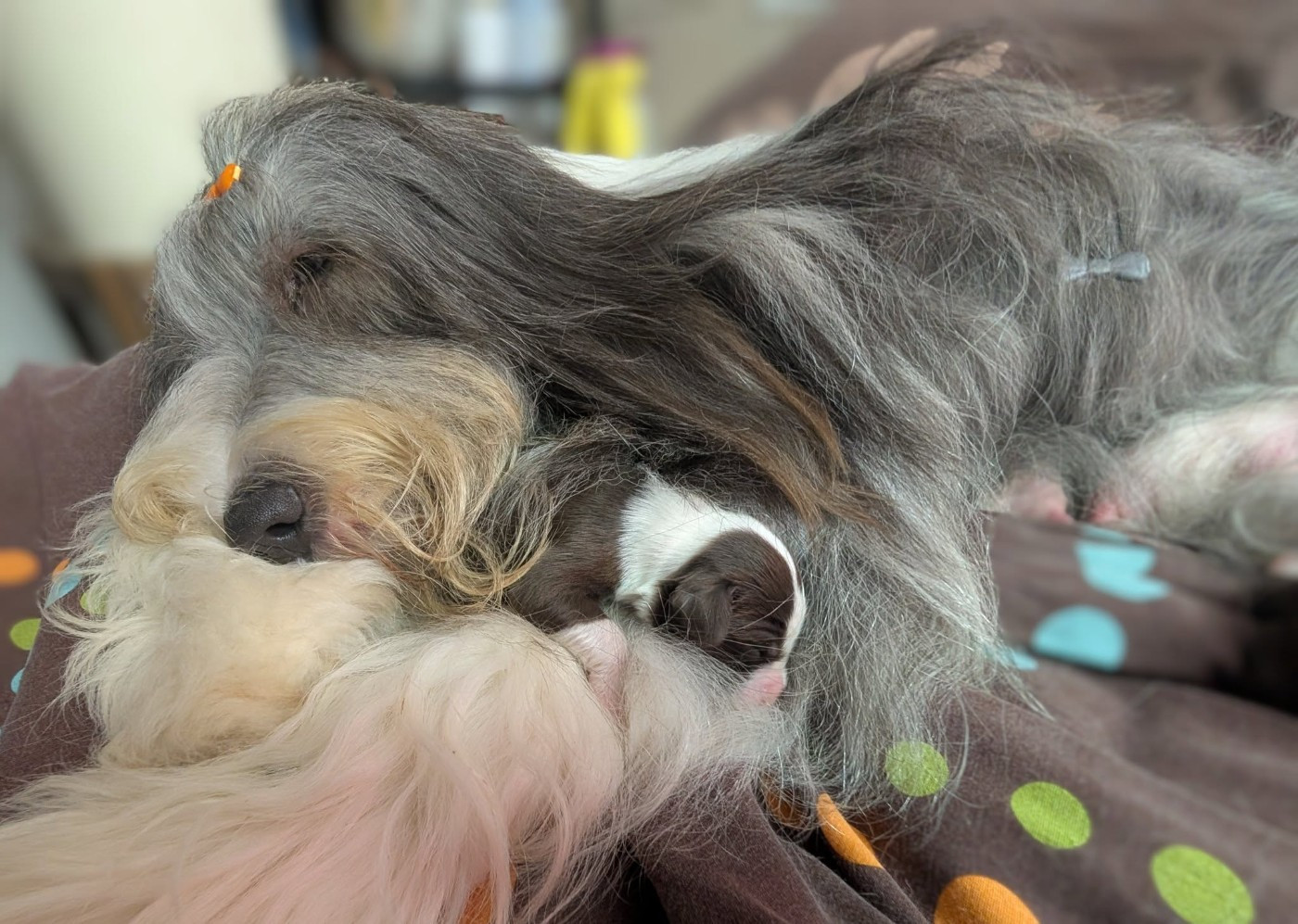 Des gardes champetres - Bearded Collie - Portée née le 17/10/2025