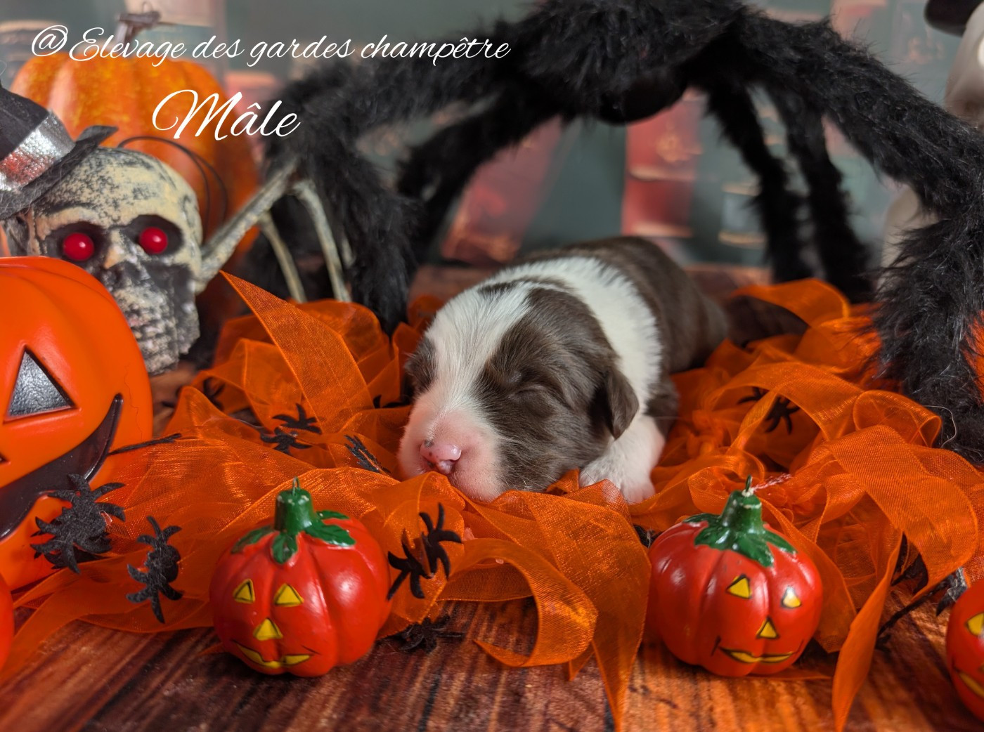 Des gardes champetres - Chiots disponibles - Bearded Collie