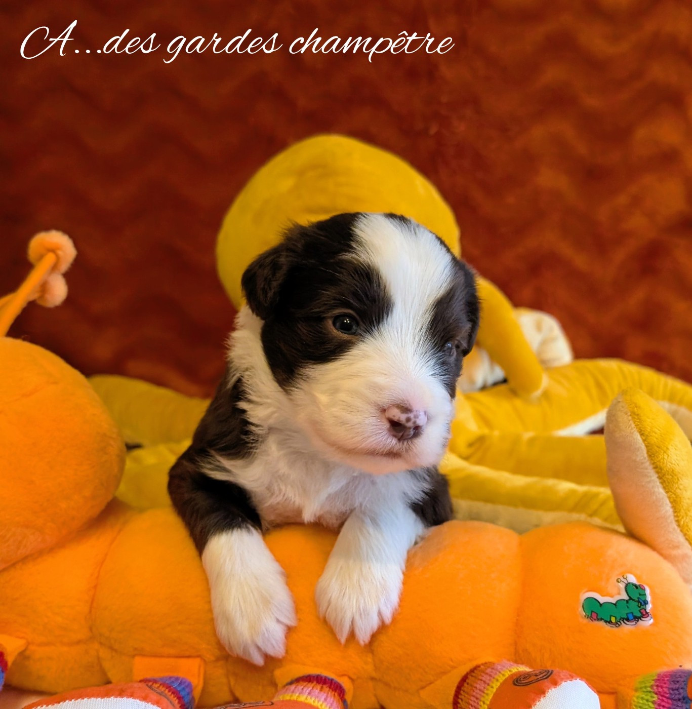 Des gardes champetres - Chiots disponibles - Bearded Collie