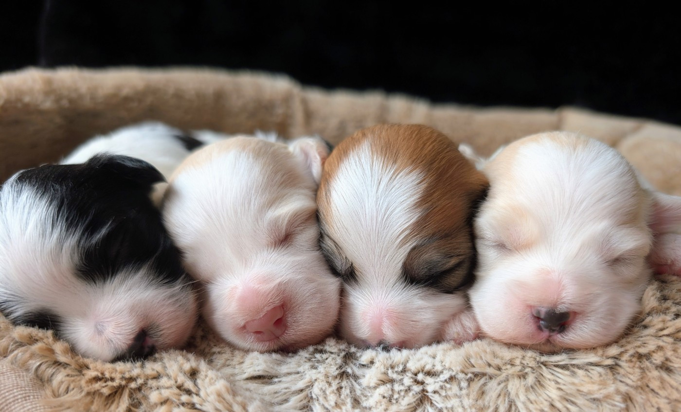 Chiot Bichon Havanais Des gardes champetres