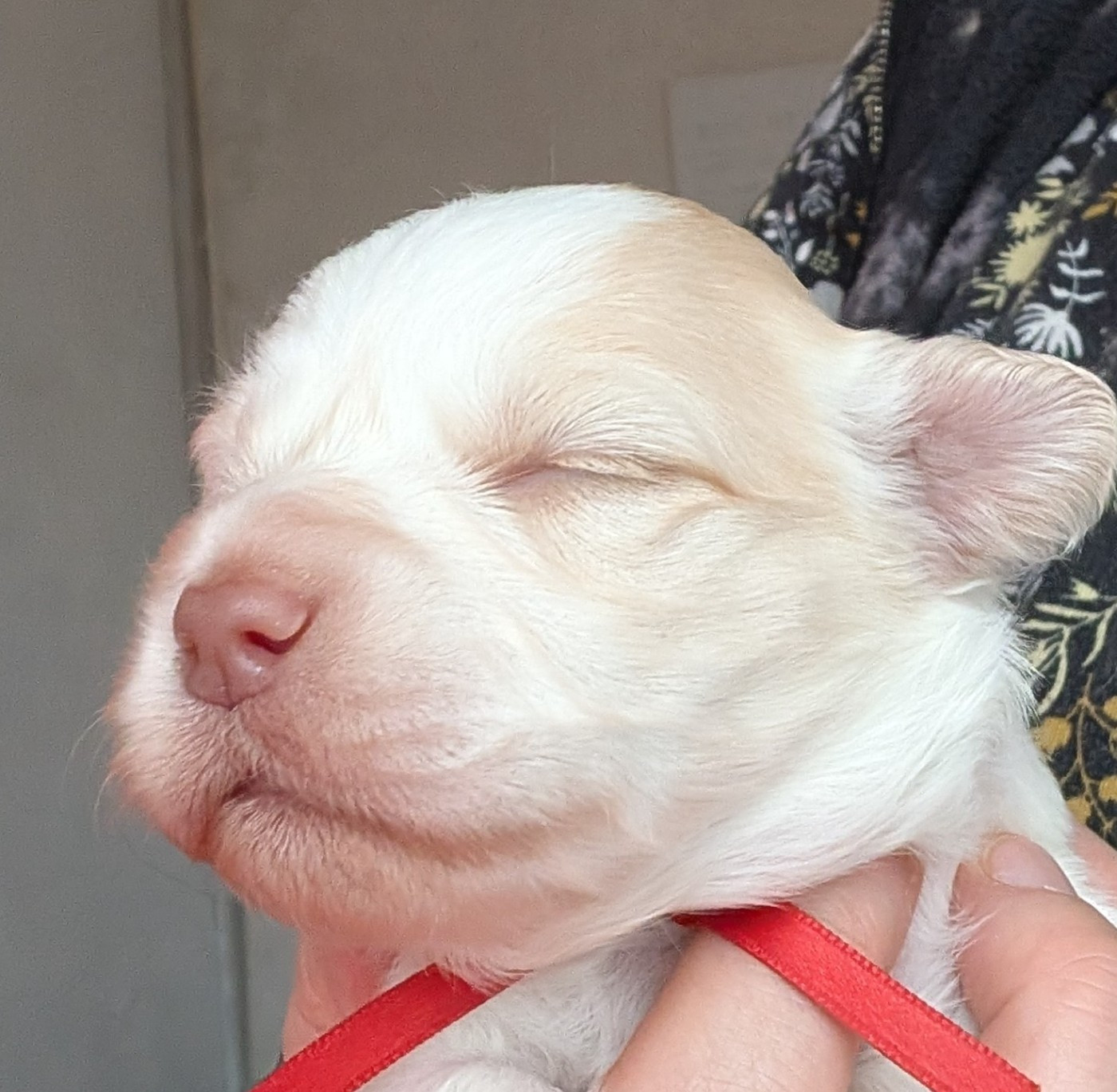 Des gardes champetres - Chiots disponibles - Bichon Havanais