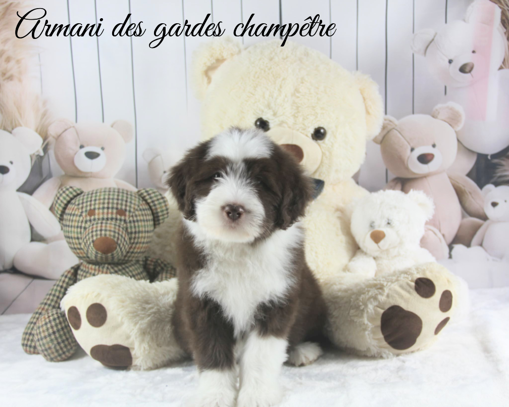 Des gardes champetres - Chiots disponibles - Bearded Collie
