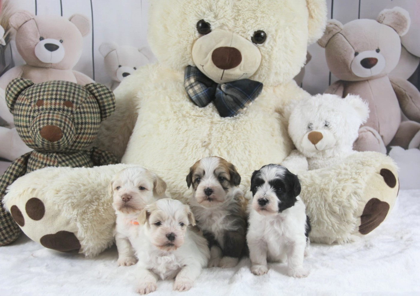 Chiot Bichon Havanais Des gardes champetres