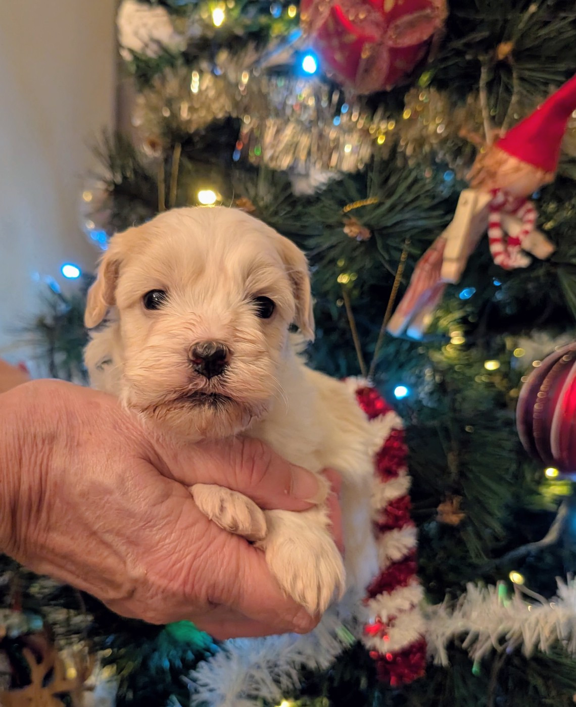 Des gardes champetres - Chiots disponibles - Bichon Havanais