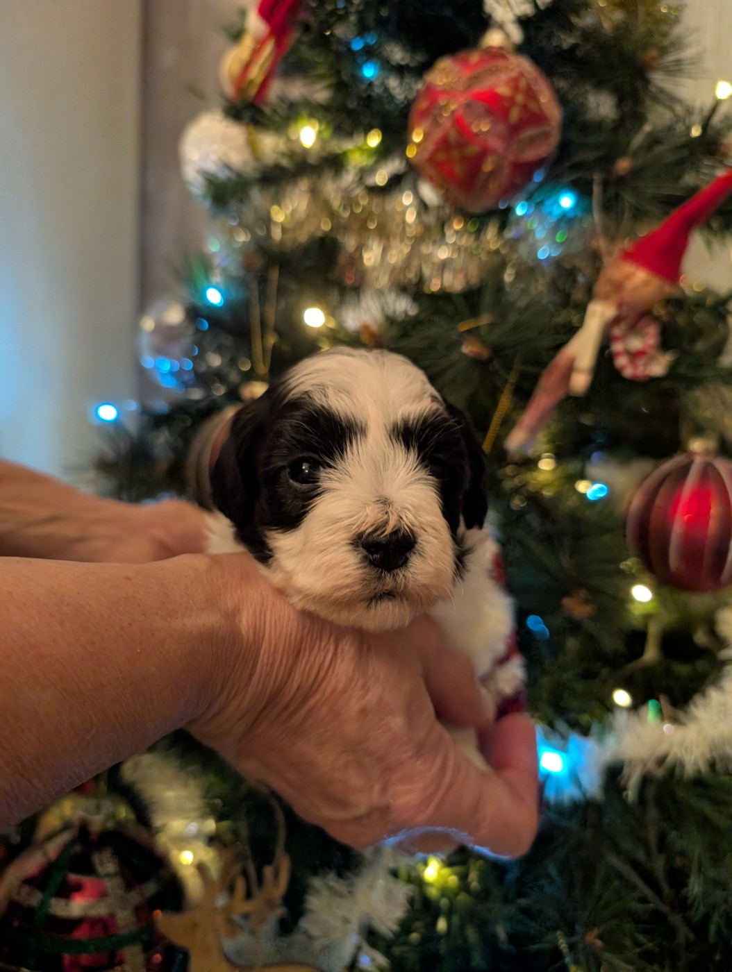 Des gardes champetres - Chiots disponibles - Bichon Havanais