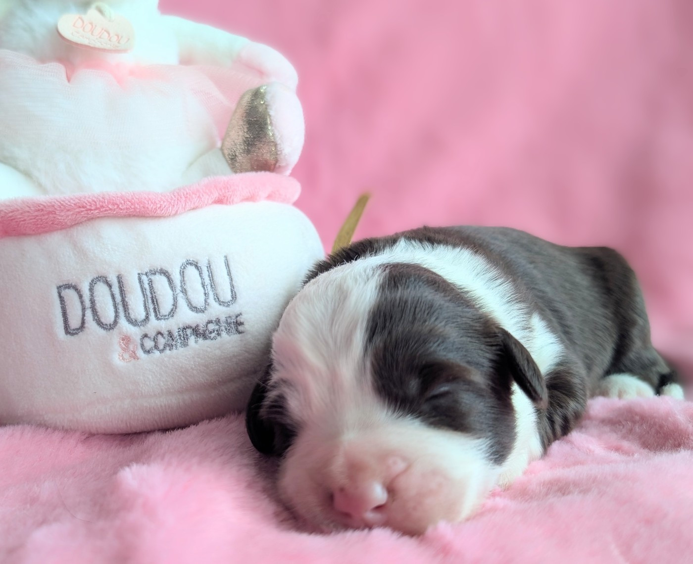 Des gardes champetres - Chiots disponibles - Bearded Collie