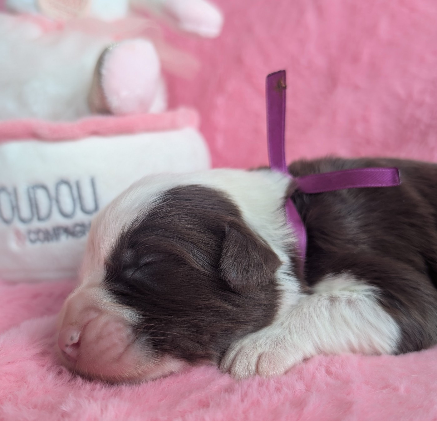 Des gardes champetres - Chiots disponibles - Bearded Collie