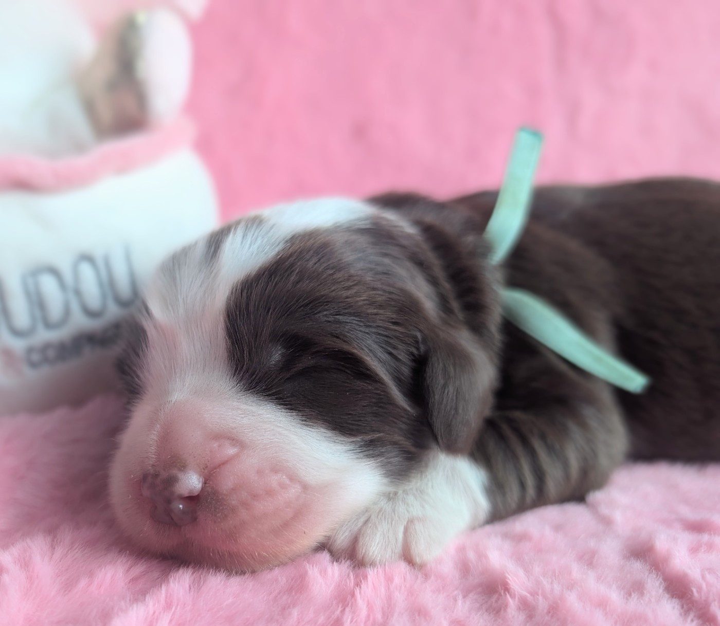 Des gardes champetres - Chiots disponibles - Bearded Collie