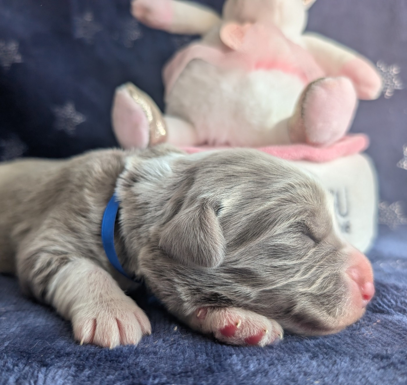 Des gardes champetres - Chiots disponibles - Bearded Collie
