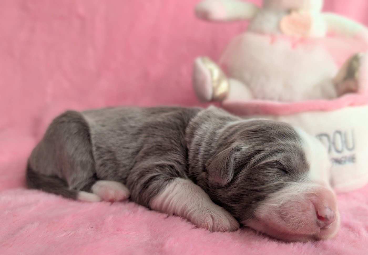 Des gardes champetres - Chiots disponibles - Bearded Collie