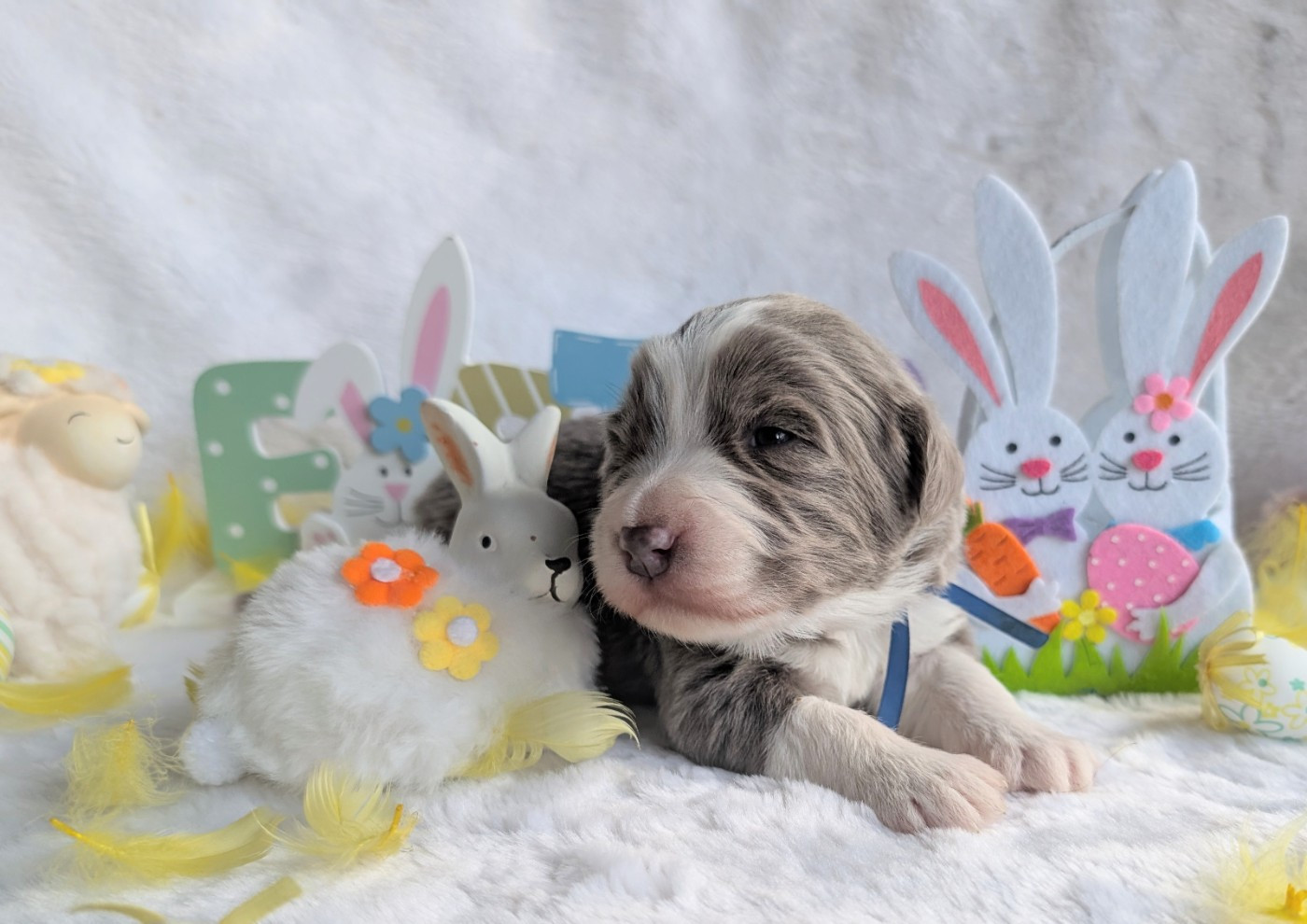 Des gardes champetres - Chiots disponibles - Bearded Collie