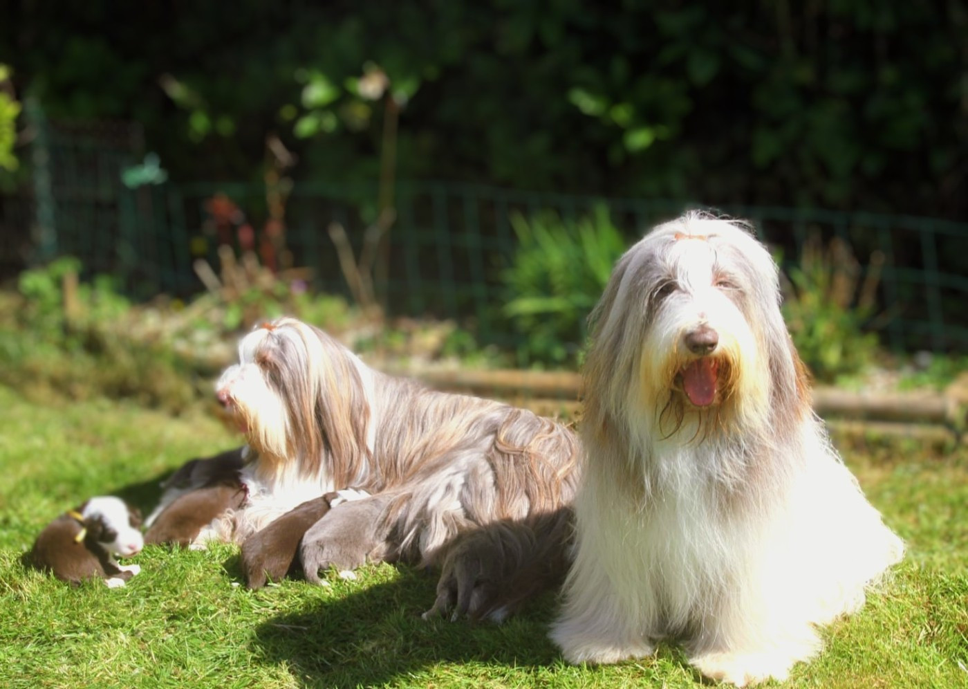 Des gardes champetres - Bearded Collie - Portée née le 20/03/2026