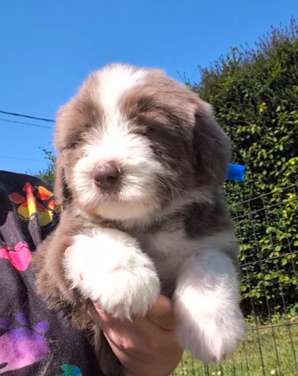 Des gardes champetres - Chiots disponibles - Bearded Collie