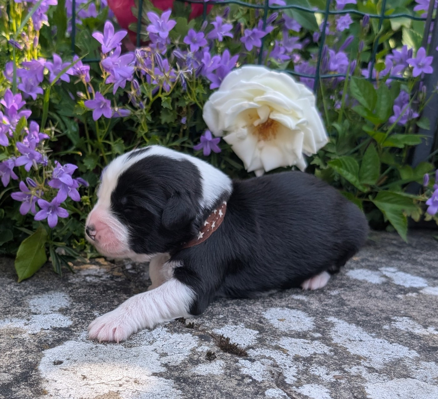 Des gardes champetres - Chiots disponibles - Bearded Collie