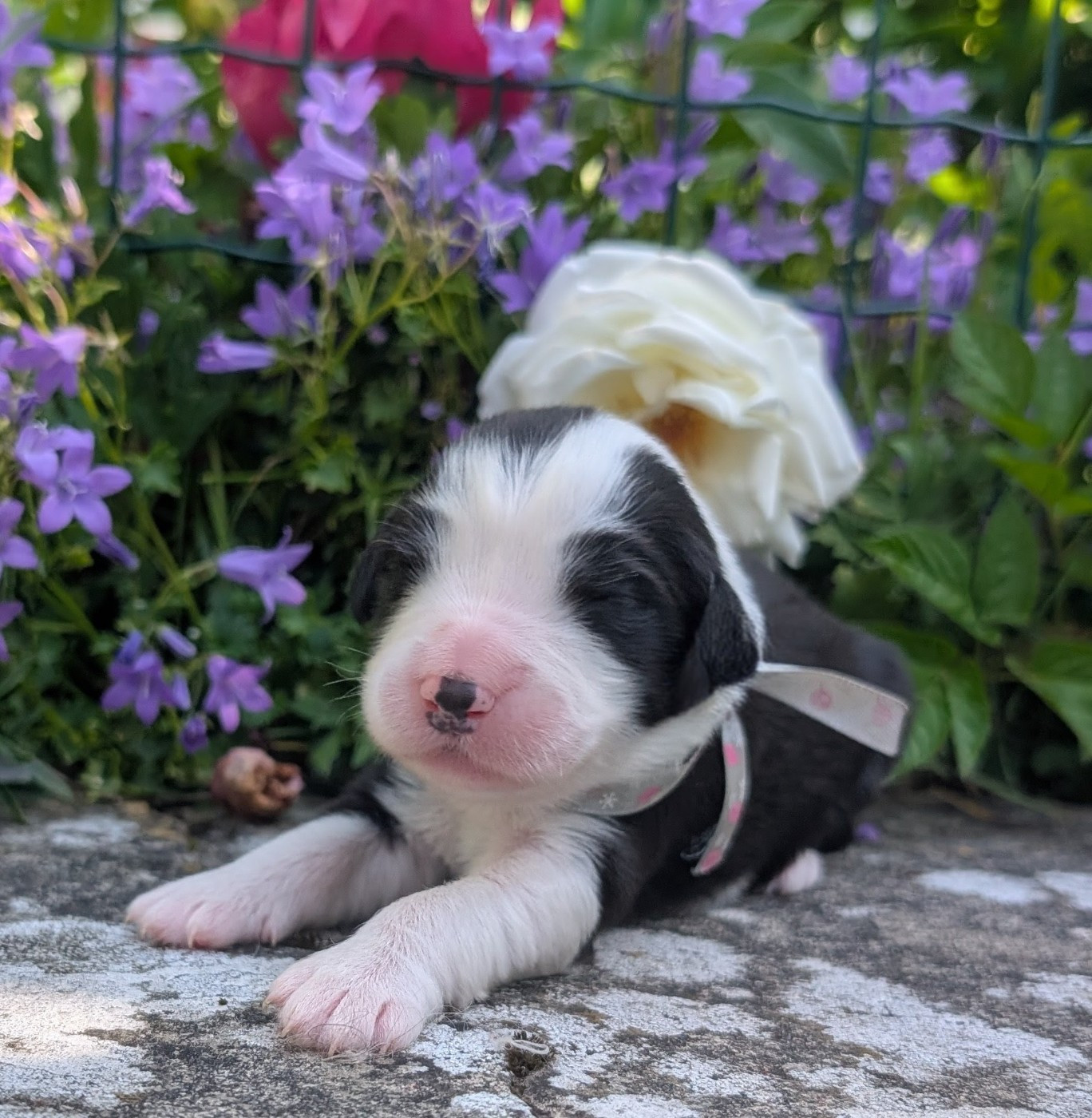 Des gardes champetres - Chiots disponibles - Bearded Collie