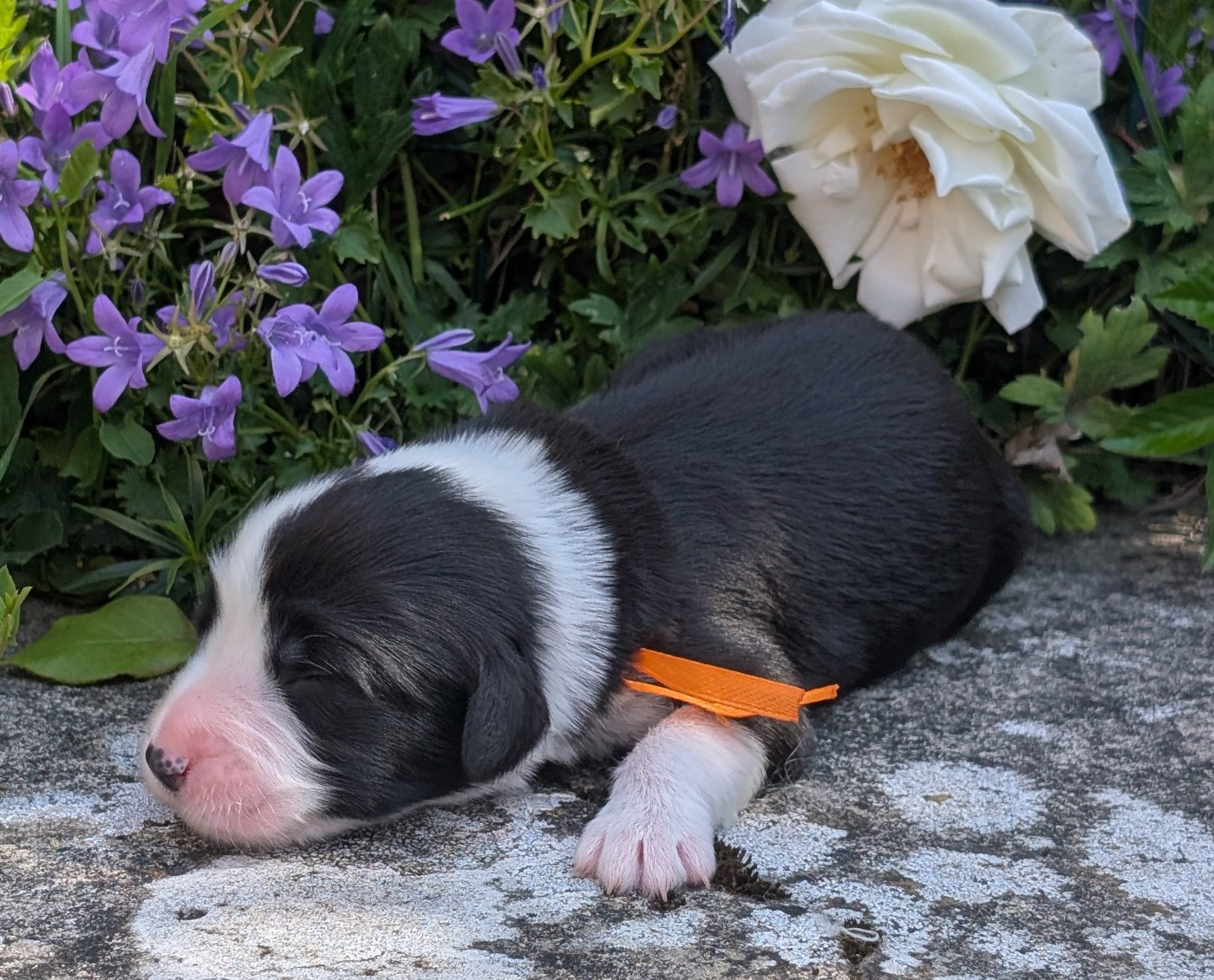 Des gardes champetres - Chiots disponibles - Bearded Collie